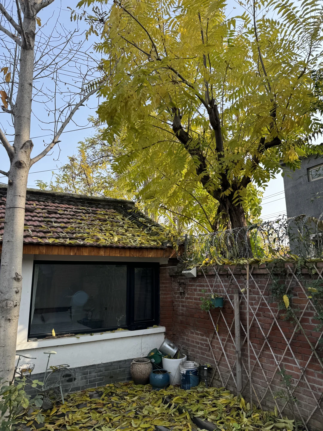 北京今天天晴了，但叶子掉得厉害