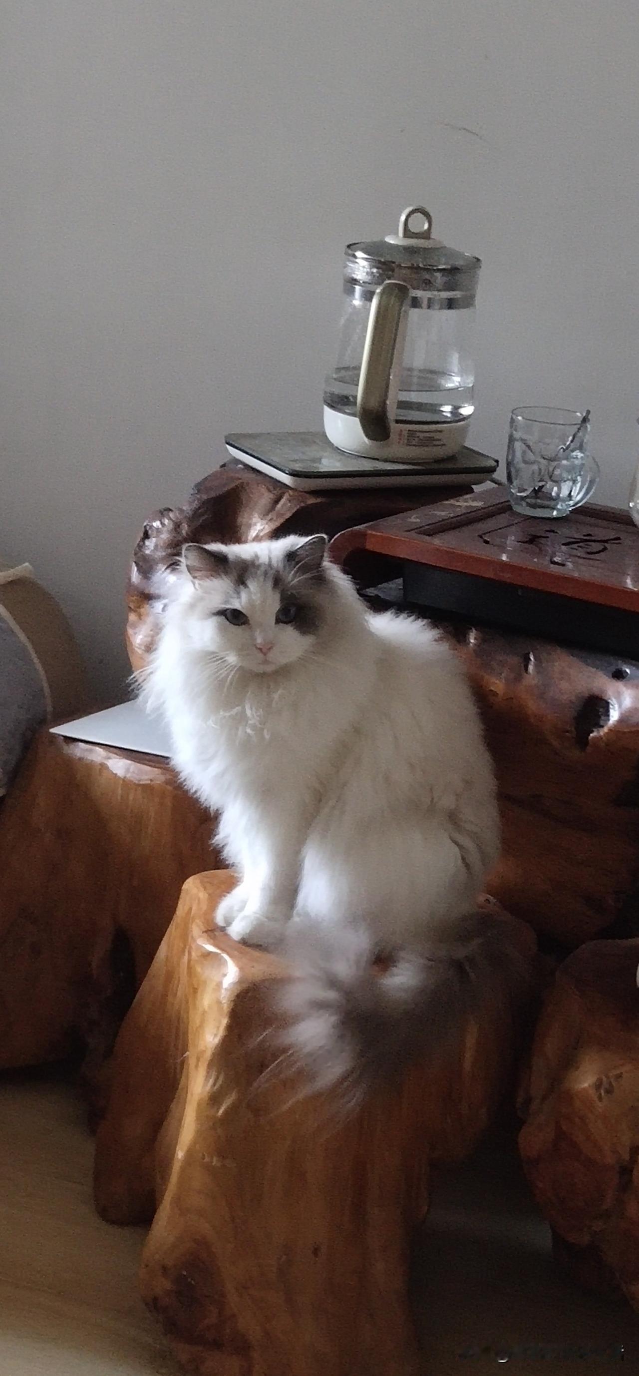 东北冬天太冷了，这些小生命存活不容易。