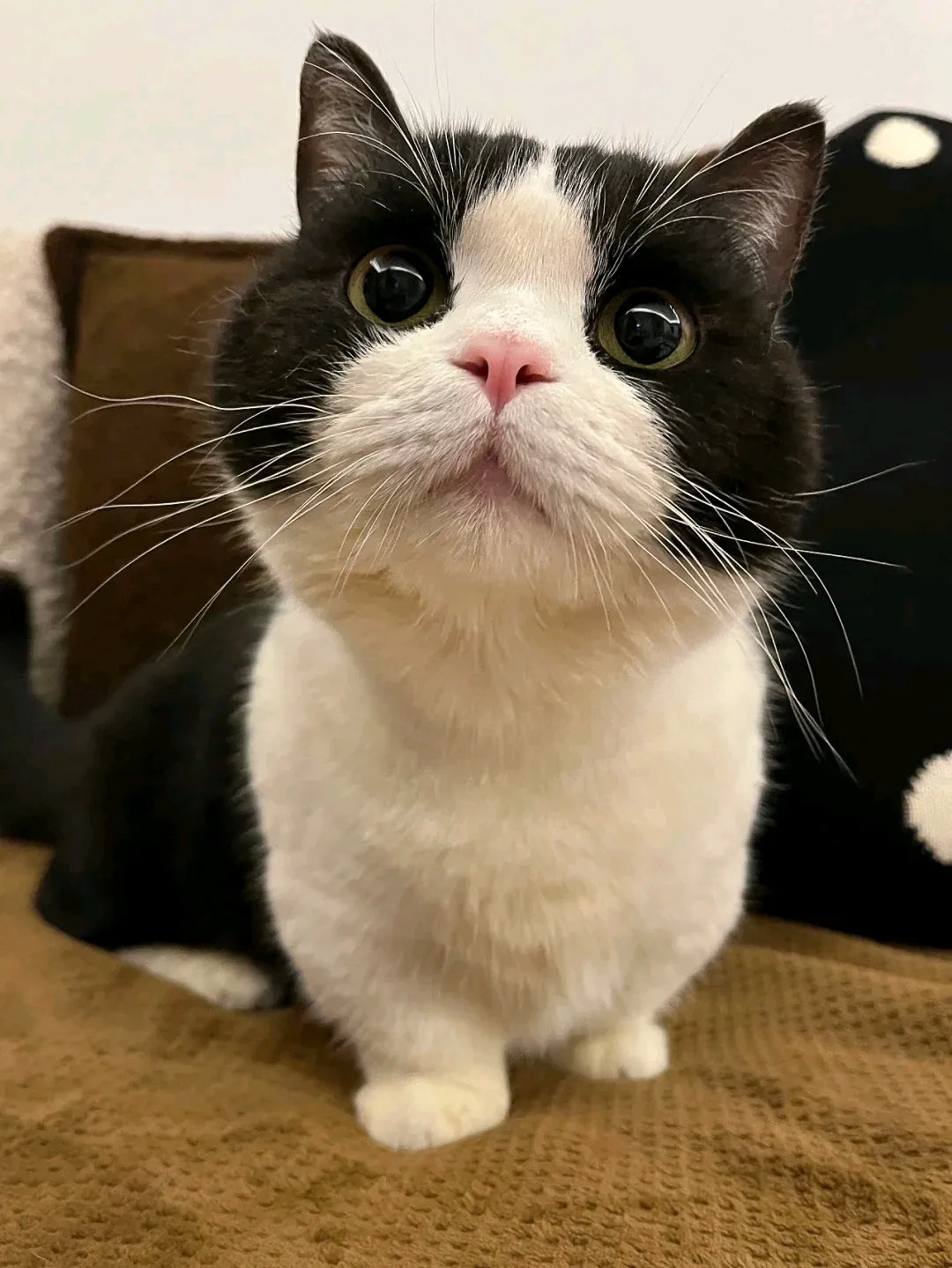 秋冬要开始囤肉肉了，不然熬不过这个冬天的！