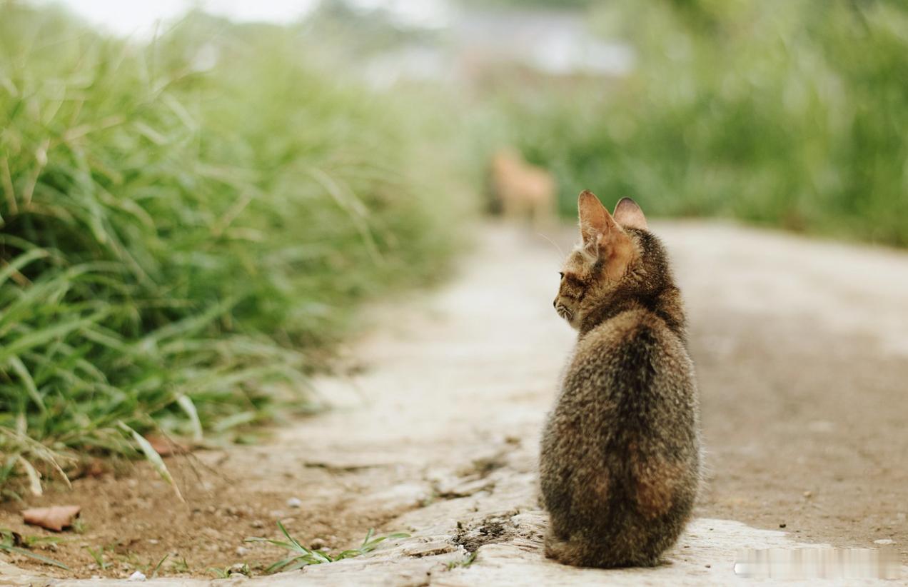 上海数十万只流浪猫正在经历最难的夏天 前几天小女儿伸手去撸一只猫，被爪子勾了一下