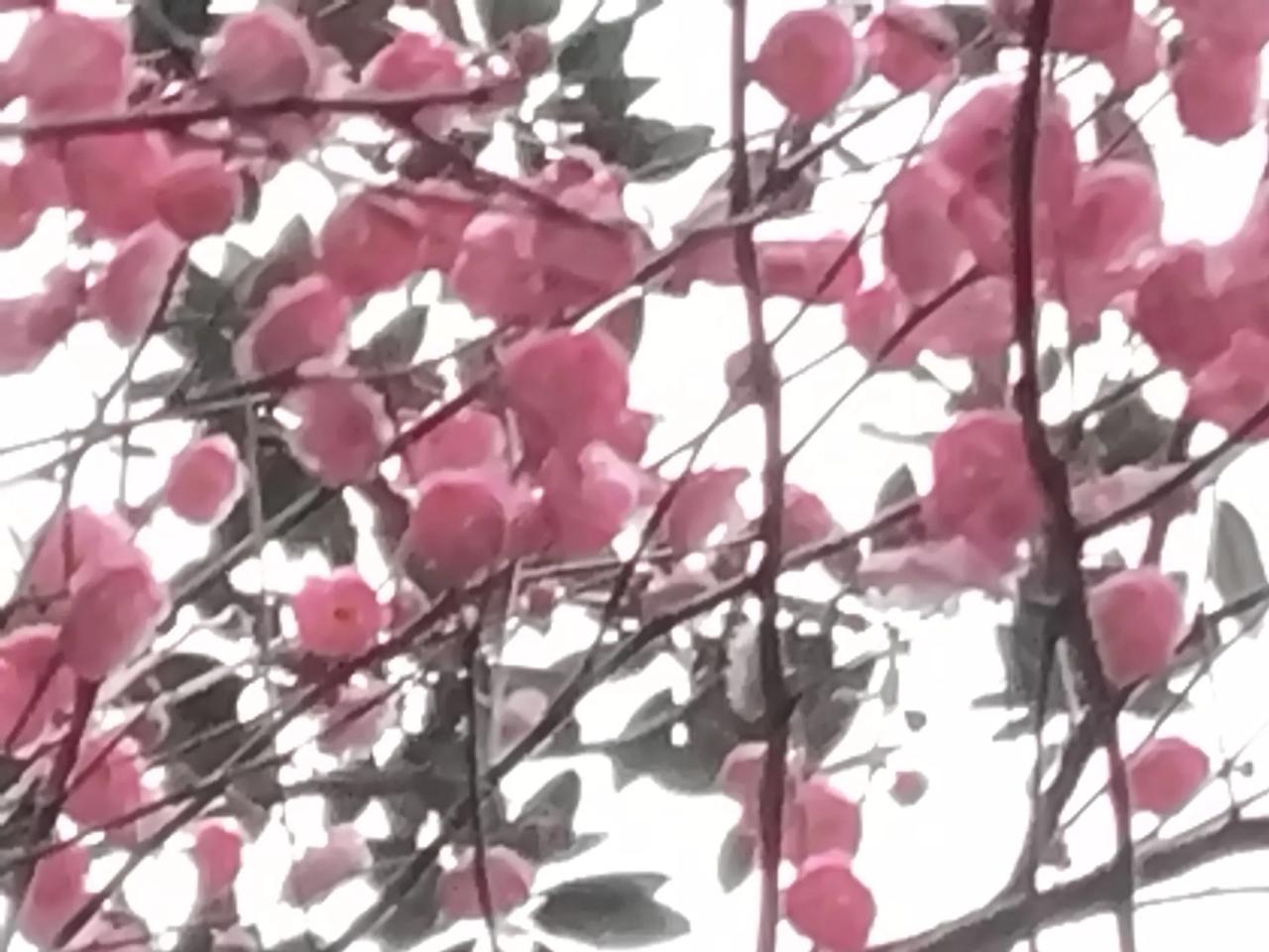 今天情人节了！[玫瑰][礼物][红包][發][福]情人节不是因为有情人而快乐！