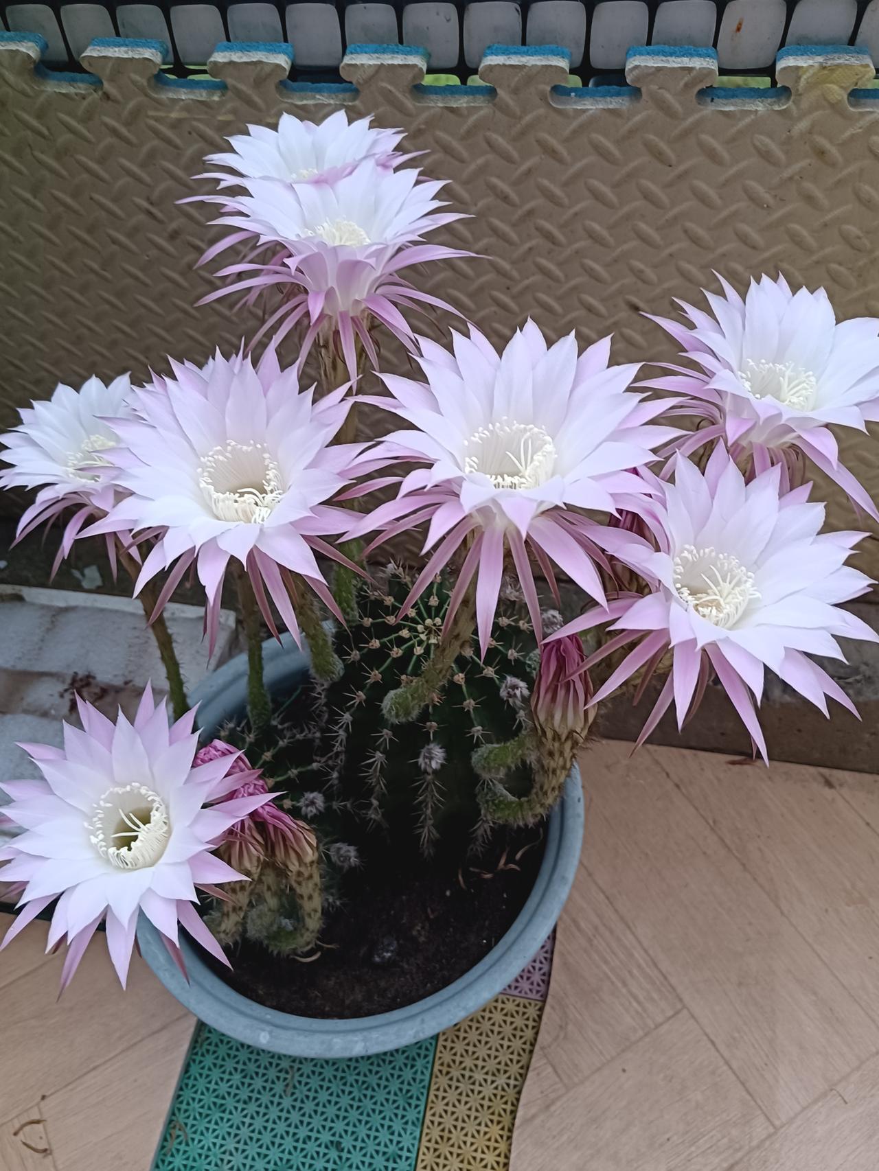 分享一下你随手拍下的照片我家的仙人球开花了[玫瑰][玫瑰][玫瑰]