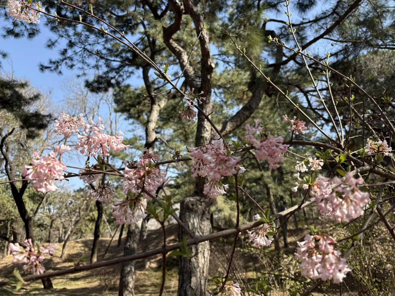 春日生活打卡季漫步颐和园，仿佛穿越时光，步入一幅古典画卷。碧波荡漾的昆明湖映照着