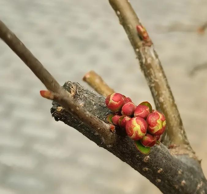 春天以摧枯拉巧之势款款而来。