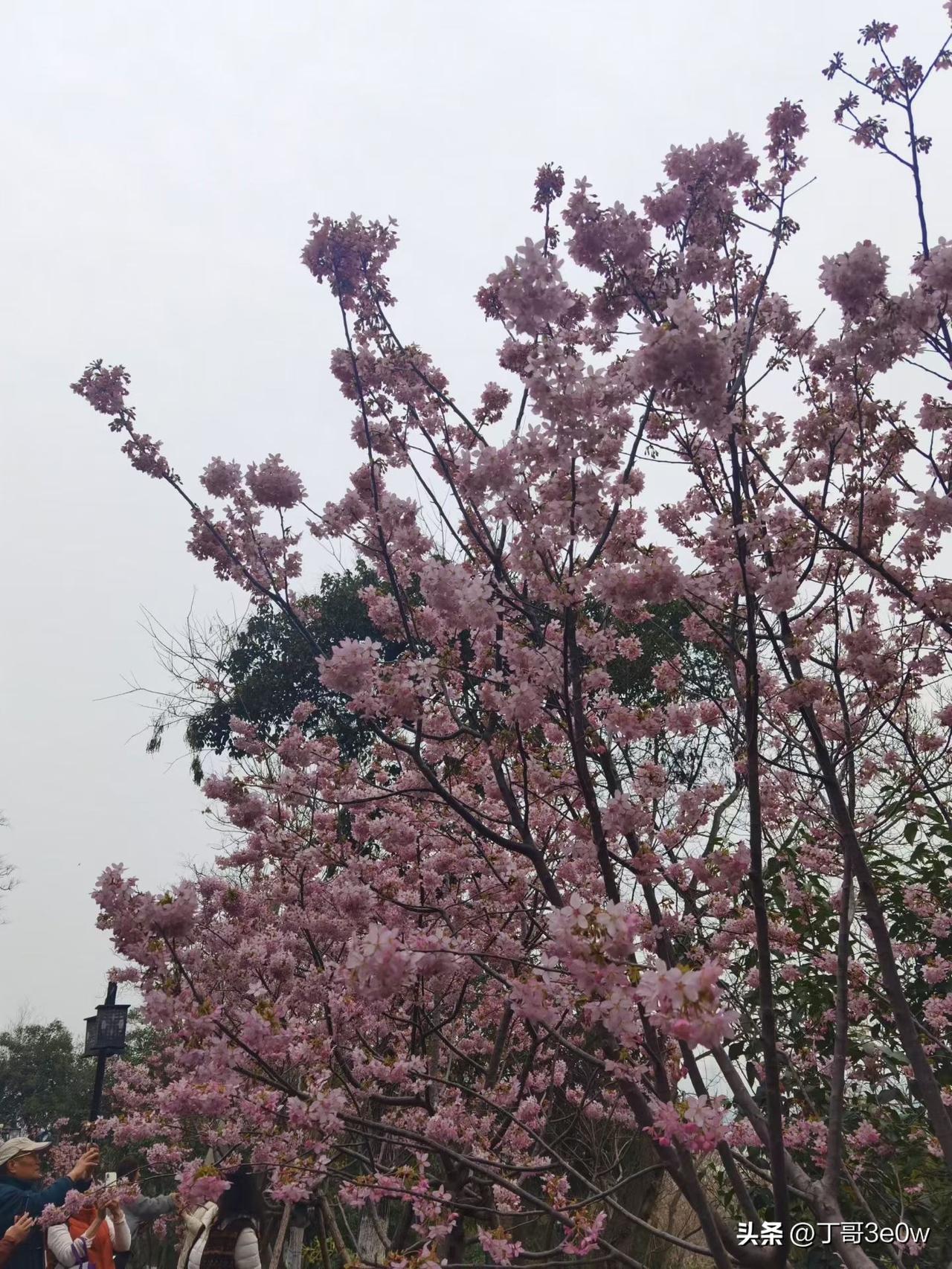 【昨日客流】
3月7日（周六）
武汉城市轨道交通线网客运量（含换乘）为406.5