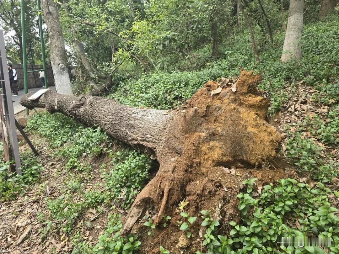 在南京市红山森林动物园本土物种保育区，通往狼谷的路上，路边有一棵特别的树，被称为