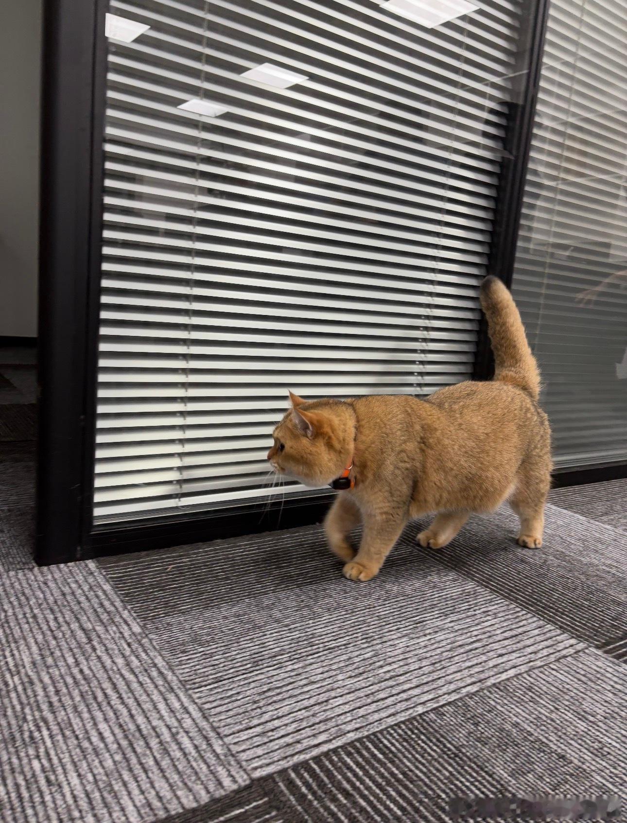 这应该叫什么？招财猫吗等我一会各位，在忙着统计今年每一位学员累积的收益黄金金价金
