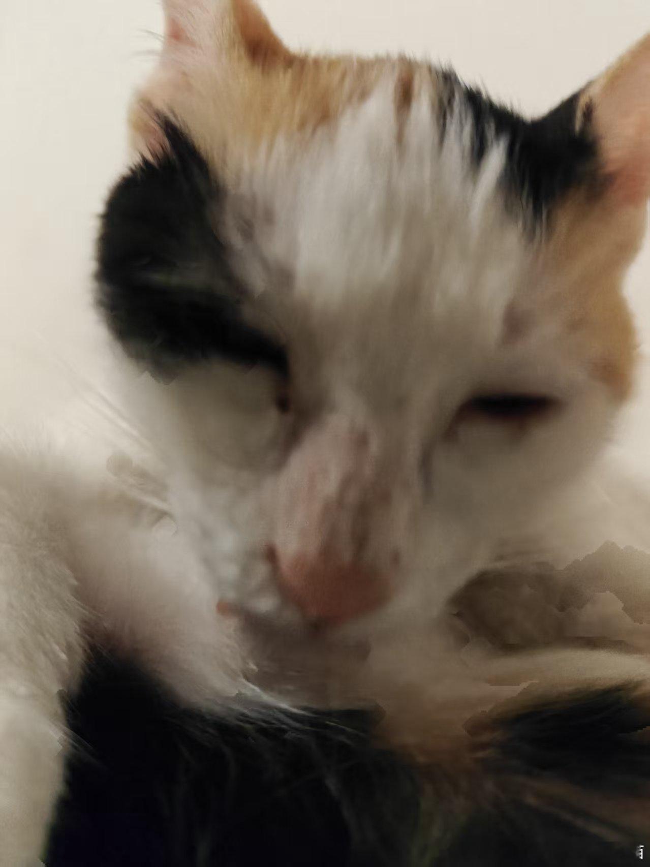 49301【丑猫】有鬼啊 