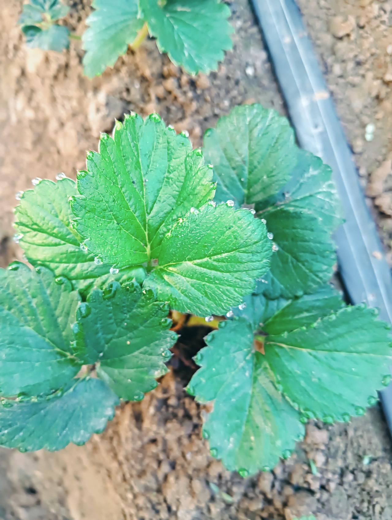 栽了第八天