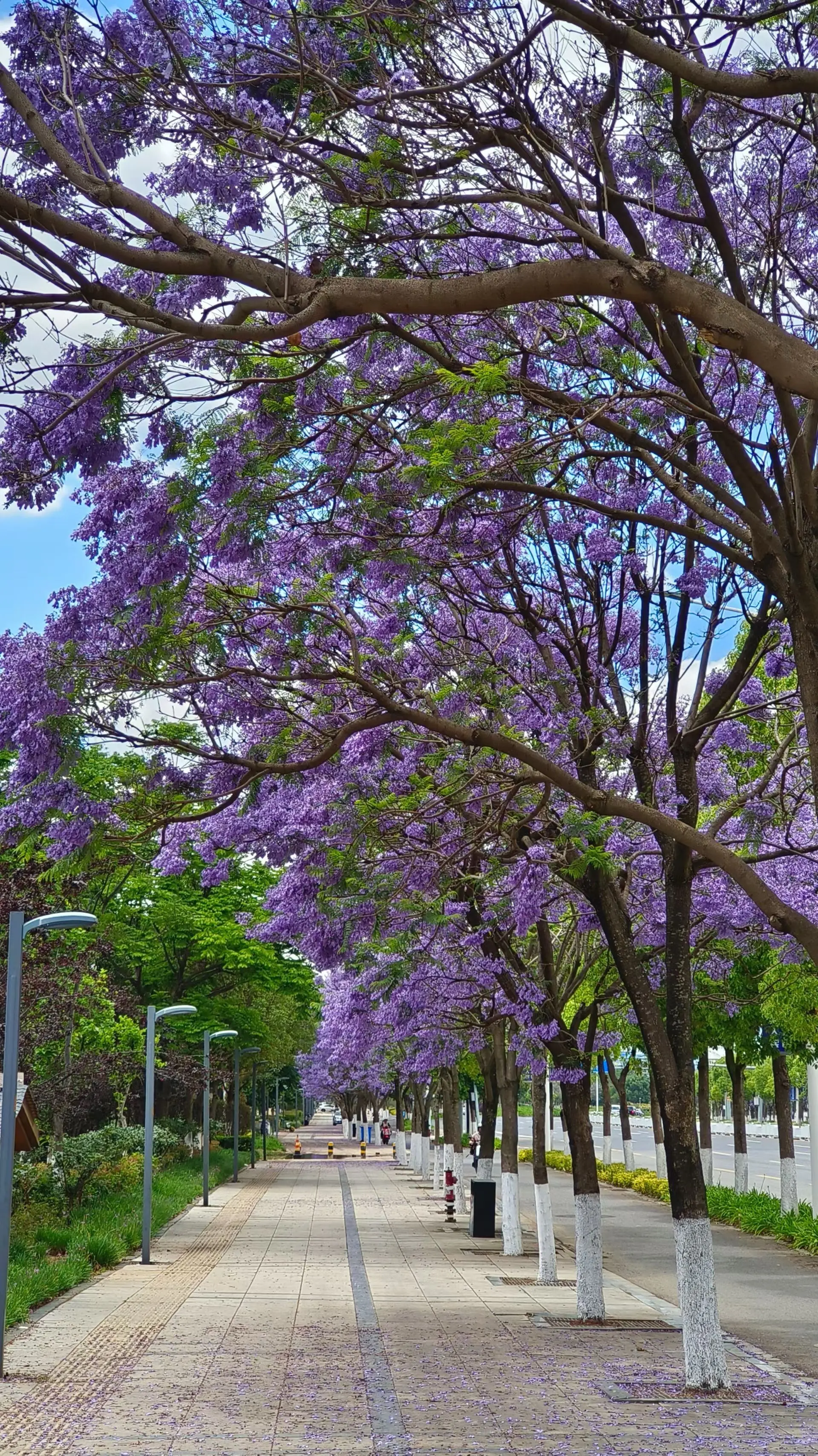 昆明蓝花楹