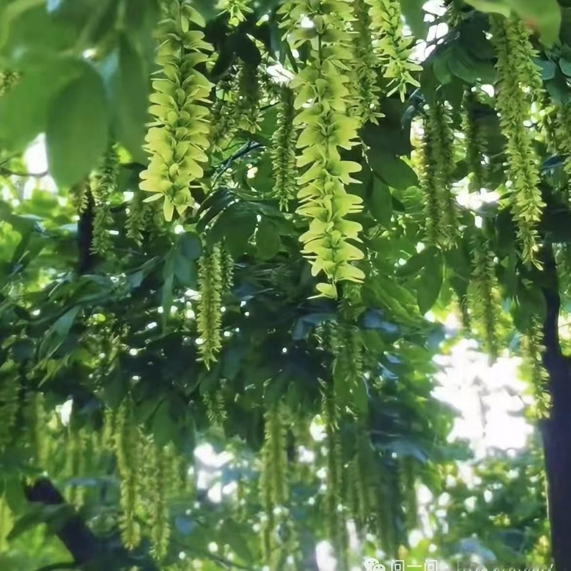 （3）今天，俺向豆包友友求的上上签是：趁周日阳光正好，约好友去公园散步聊天，或者