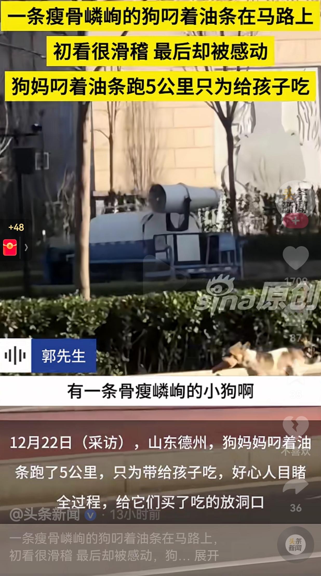 母爱不分物种！山东德州，一条狗叼着油条，跑了5公里，自己都已经瘦成皮包骨头了，却