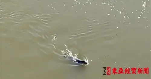 国美电器 珲春图们江中现海豹 专家：海豹跟踪大麻哈鱼洄游进入淡水河