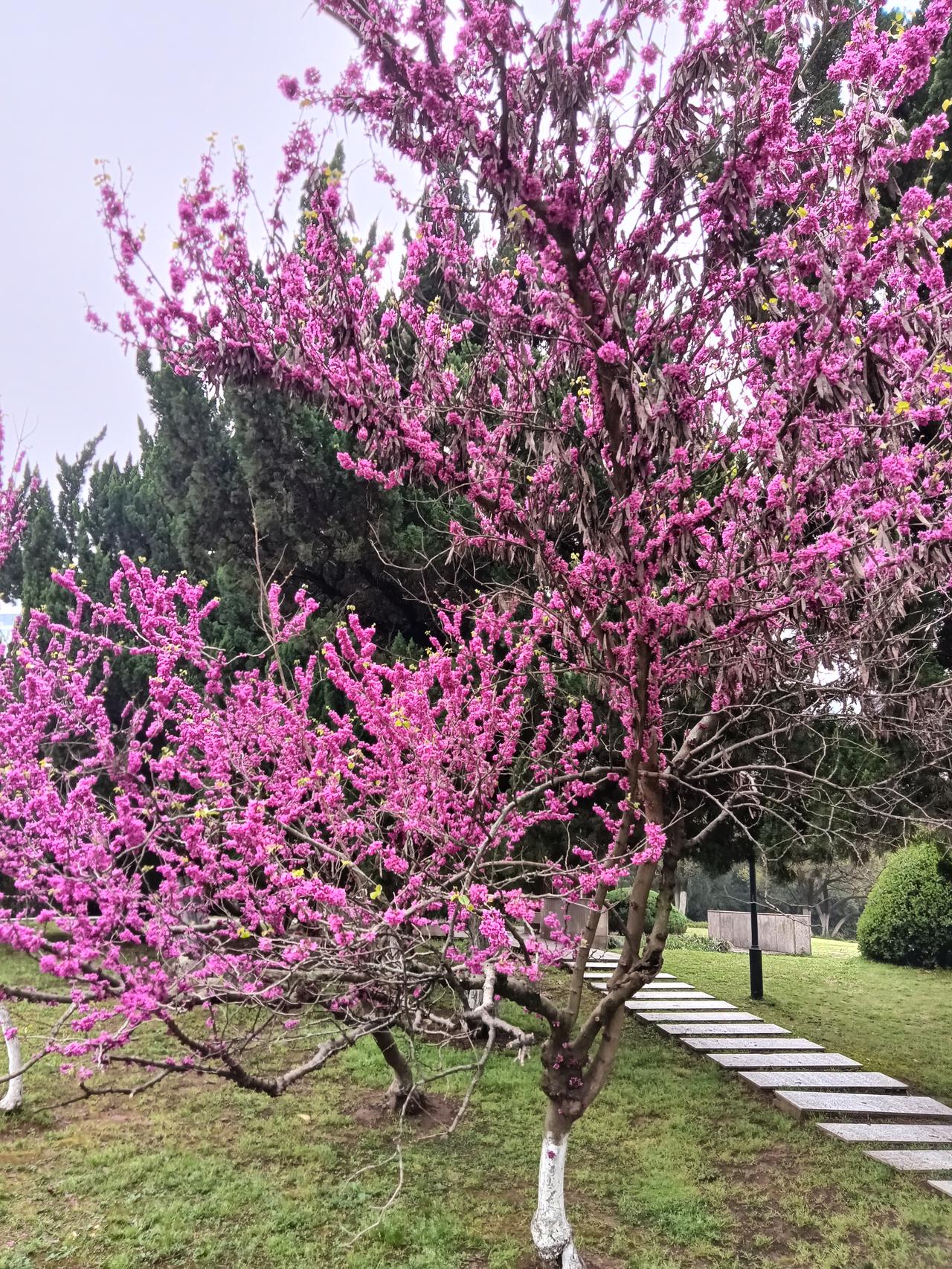 郑丽文大声疾呼坚持和平统一，坚持九二共识，坚决决对台独！副主席张荣恭一语中的和平