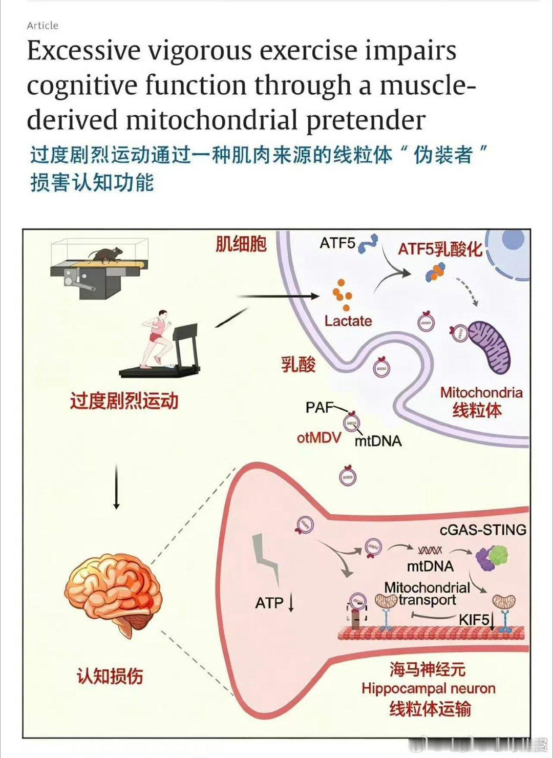 专家称过度运动会导致大脑反应变慢肌肉释放的特殊囊泡能够穿透血脑屏障，干扰脑部神经