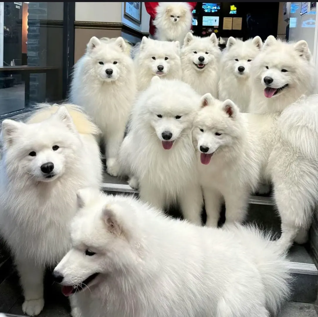 早起去狗咖打工了，精神状态也和社畜差不多