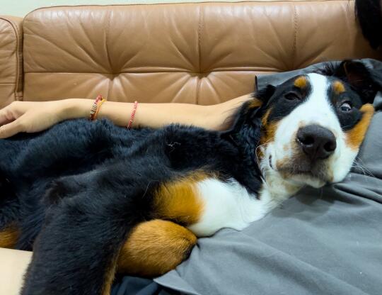 说这是我的狗 没人怀疑吧