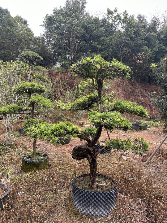 罗汉松🌱
