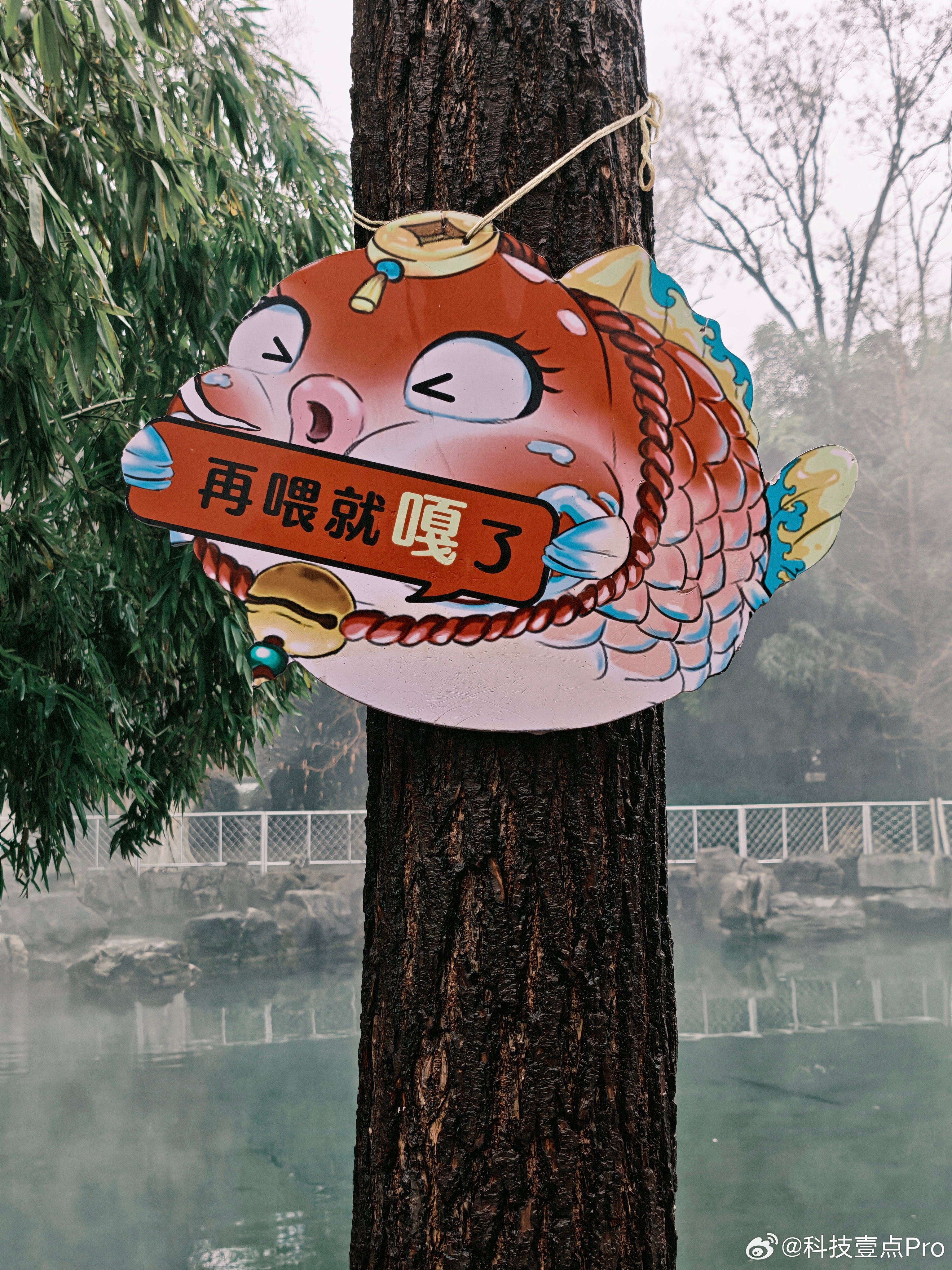 趵突泉为了不让游客喂锦鲤也是拼了，看到这个牌子没绷住