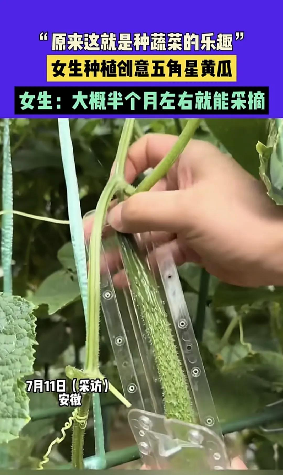 哇塞！这就是种菜的乐趣呀！
 
看到一位女生种菜，种出了创意五角星造型的蔬菜，真