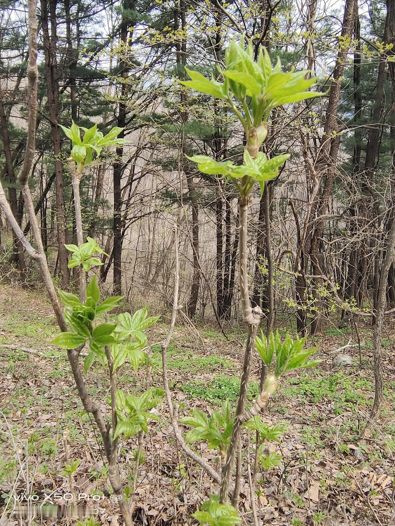 这个山野菜叫刺五加，刺骨棒，蛟河大山里高山半山腰有这个菜，采这个菜一次就能掐一个