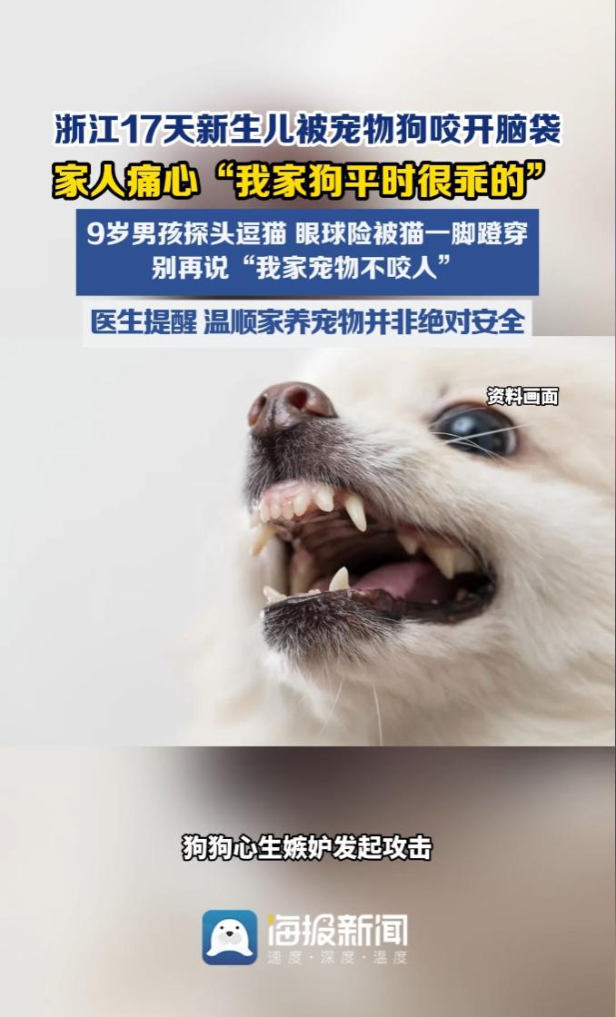 悲剧！7月13日报道，浙江一狗狗嫉妒新生儿，偷偷咬伤孩子脑袋。母亲还说：“我家狗