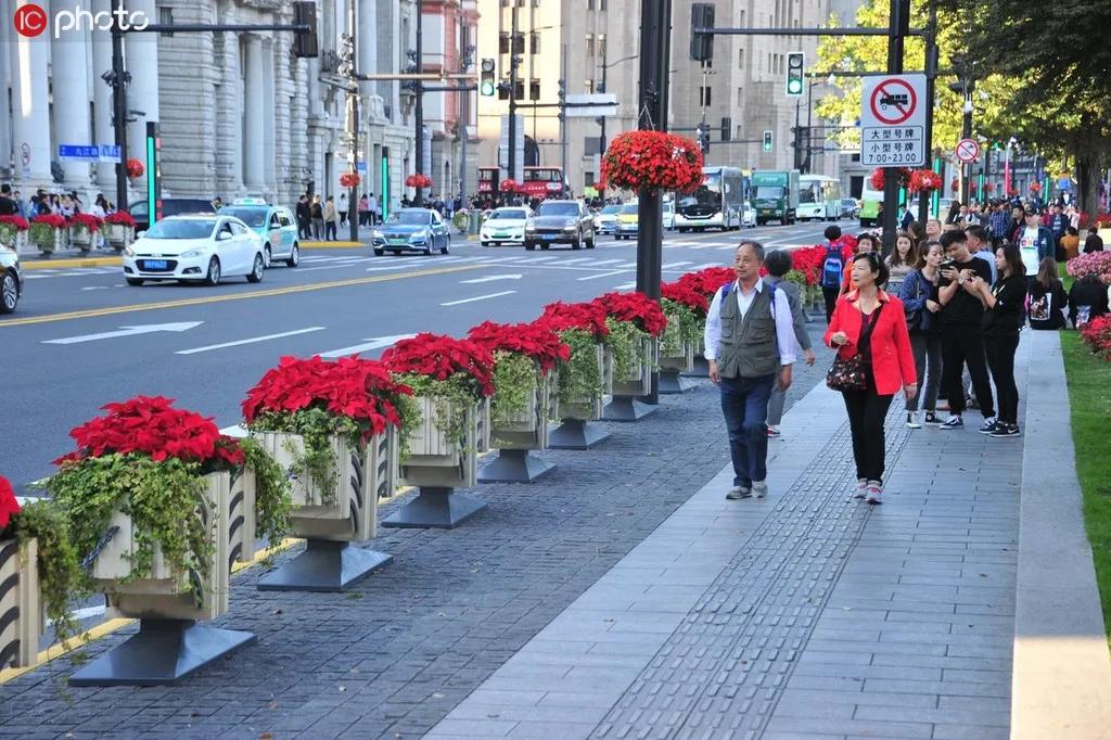 上海的路，终于被“花”填满了！堵车都成了享受
 
以前老上海总爱争论，法桐和香樟