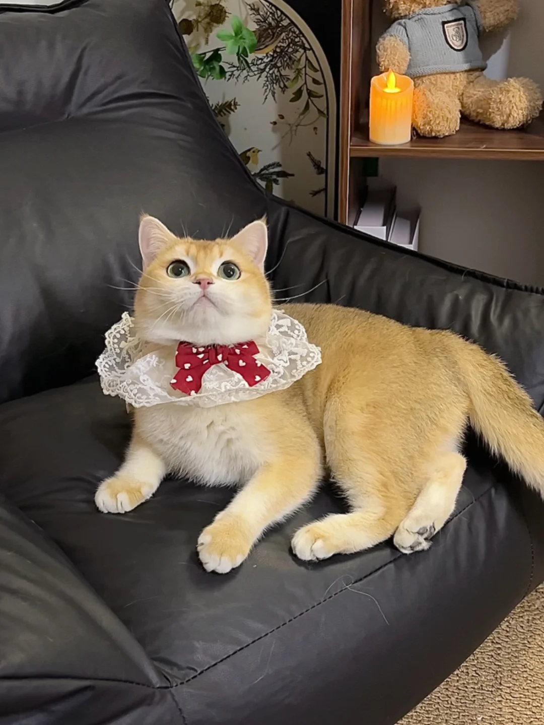 小偿 | ny12色金渐层妹妹