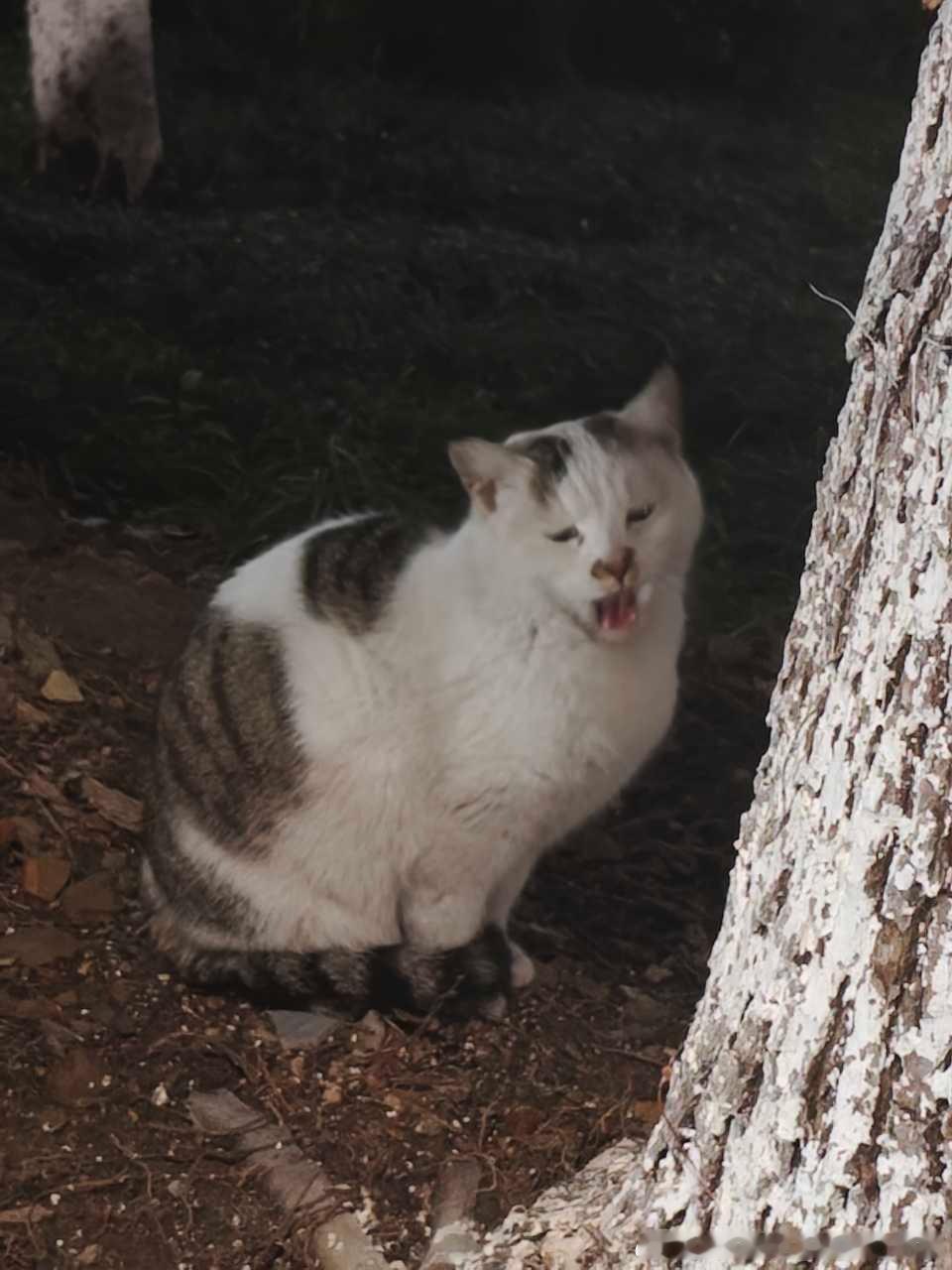 49698【丑猫】很萌的一只猫咪这么一眨眼变成这样了！？！ 
