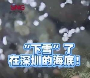 深圳“下雪”了，在海底！  ​​​