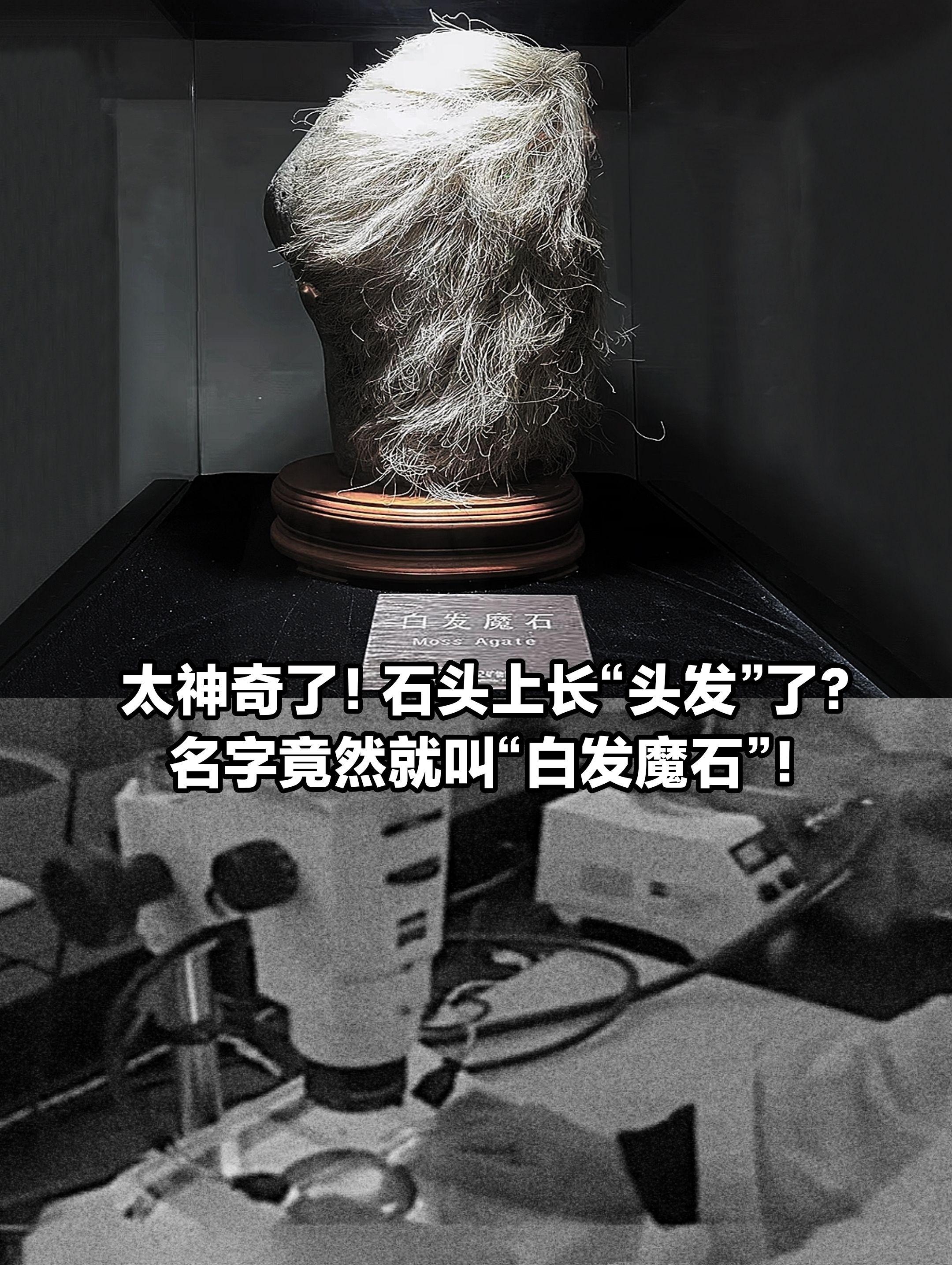 太神奇了！石头上竟长出“头发”了。