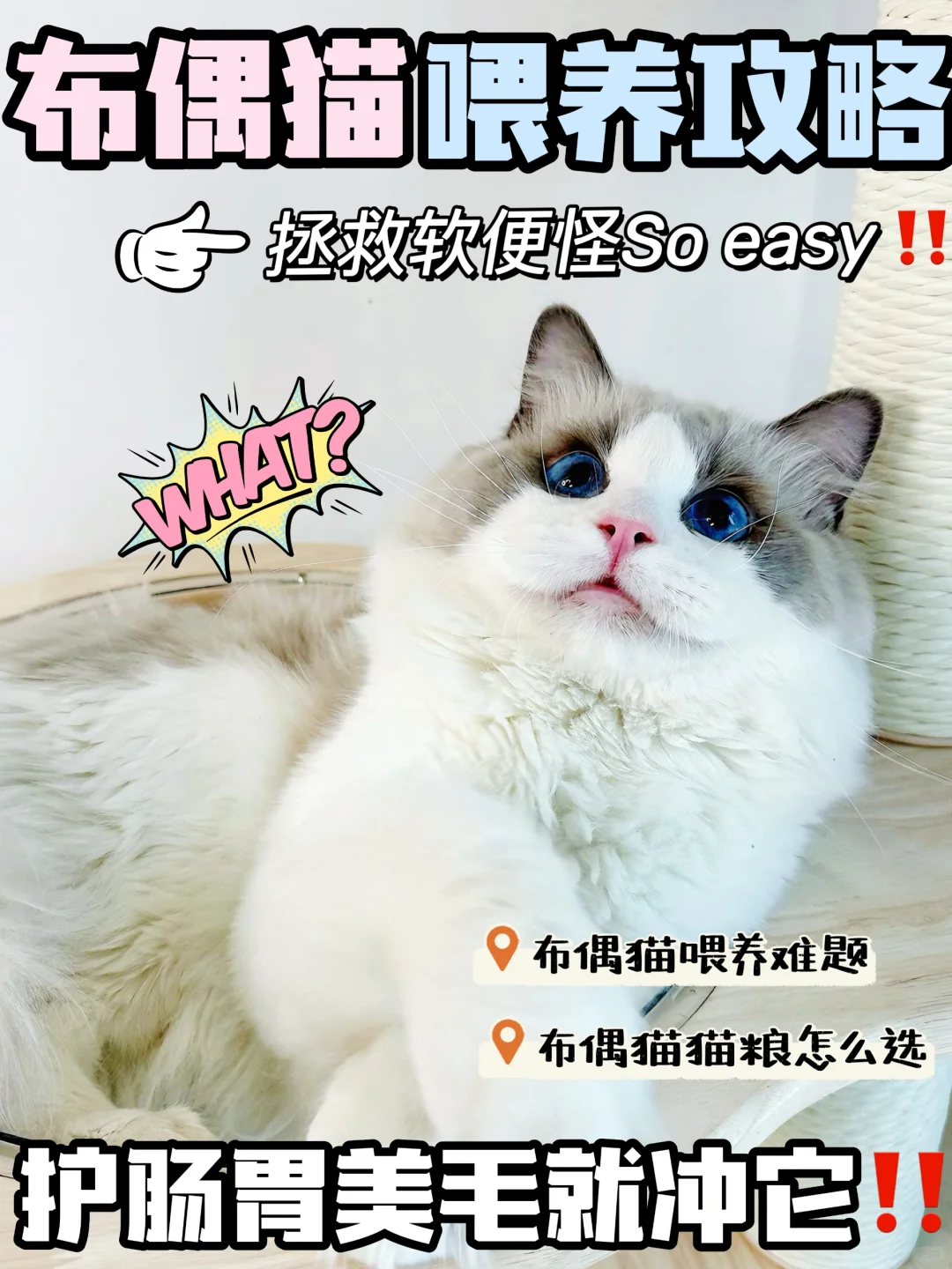 布偶猫猫的本命猫粮怎么选？看这几点不踩雷