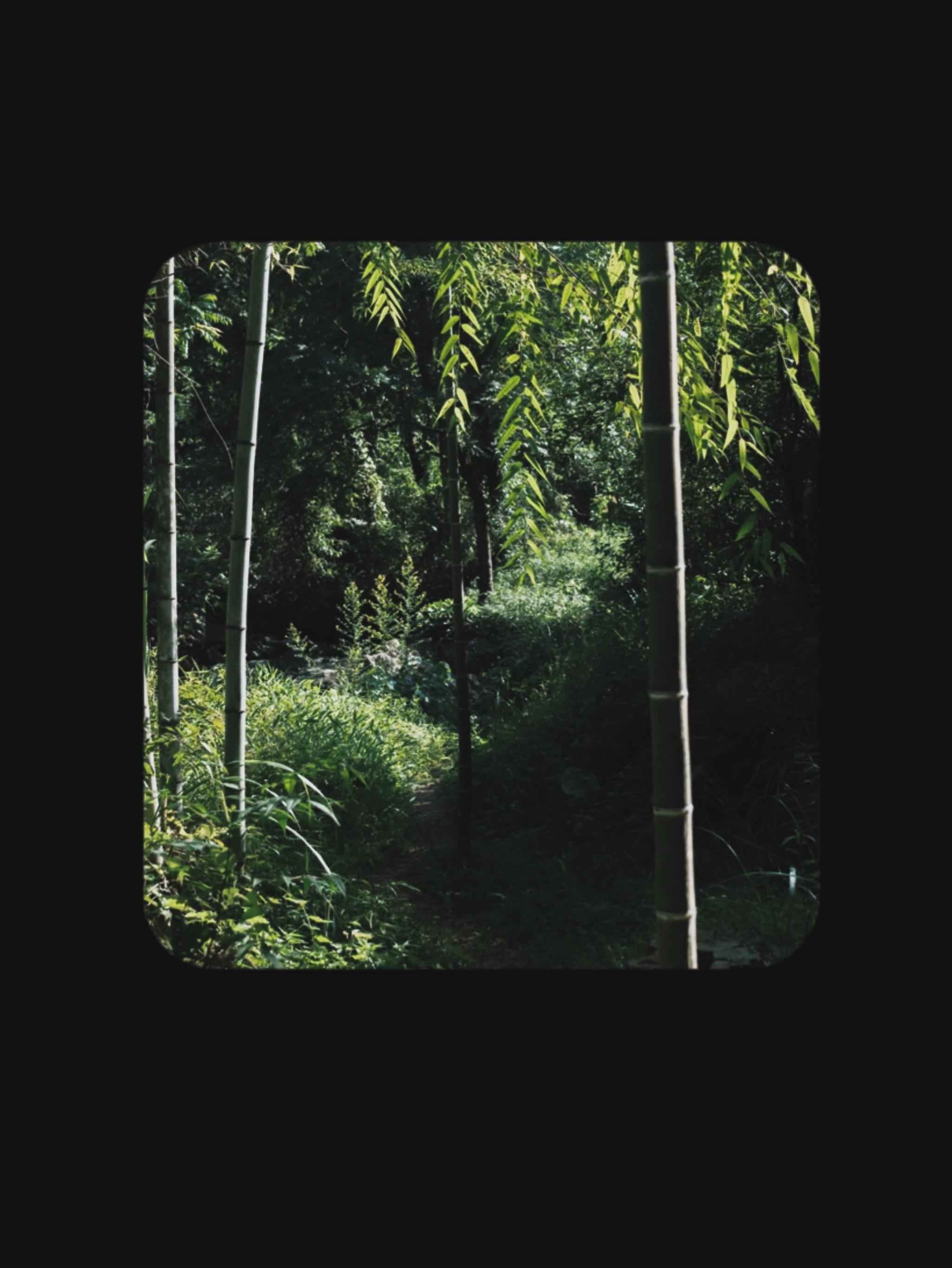 “我见众生皆草木，唯有见你是青山”