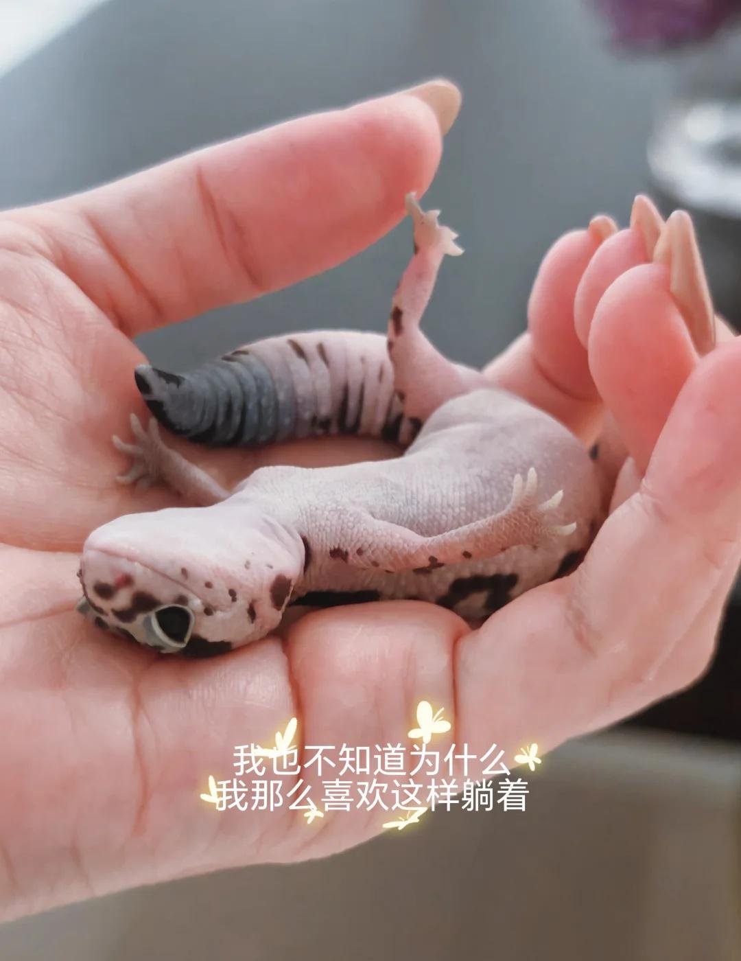 7分钟直接睡成小猪，治愈感直接拉满✨
7分钟直接睡成小猪 治愈感直接拉满 💯