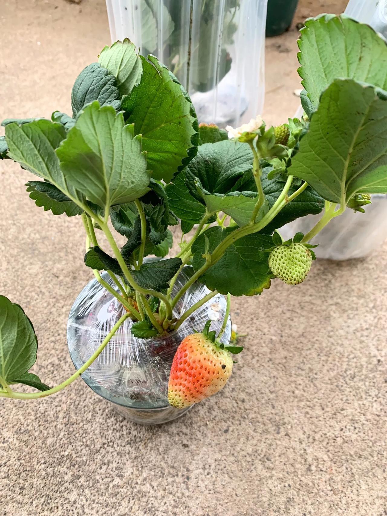 今天回老家了，去地里摘了些蔬菜，看到熙熙攘攘的蔬菜，感觉自己很无力，同一块土地，