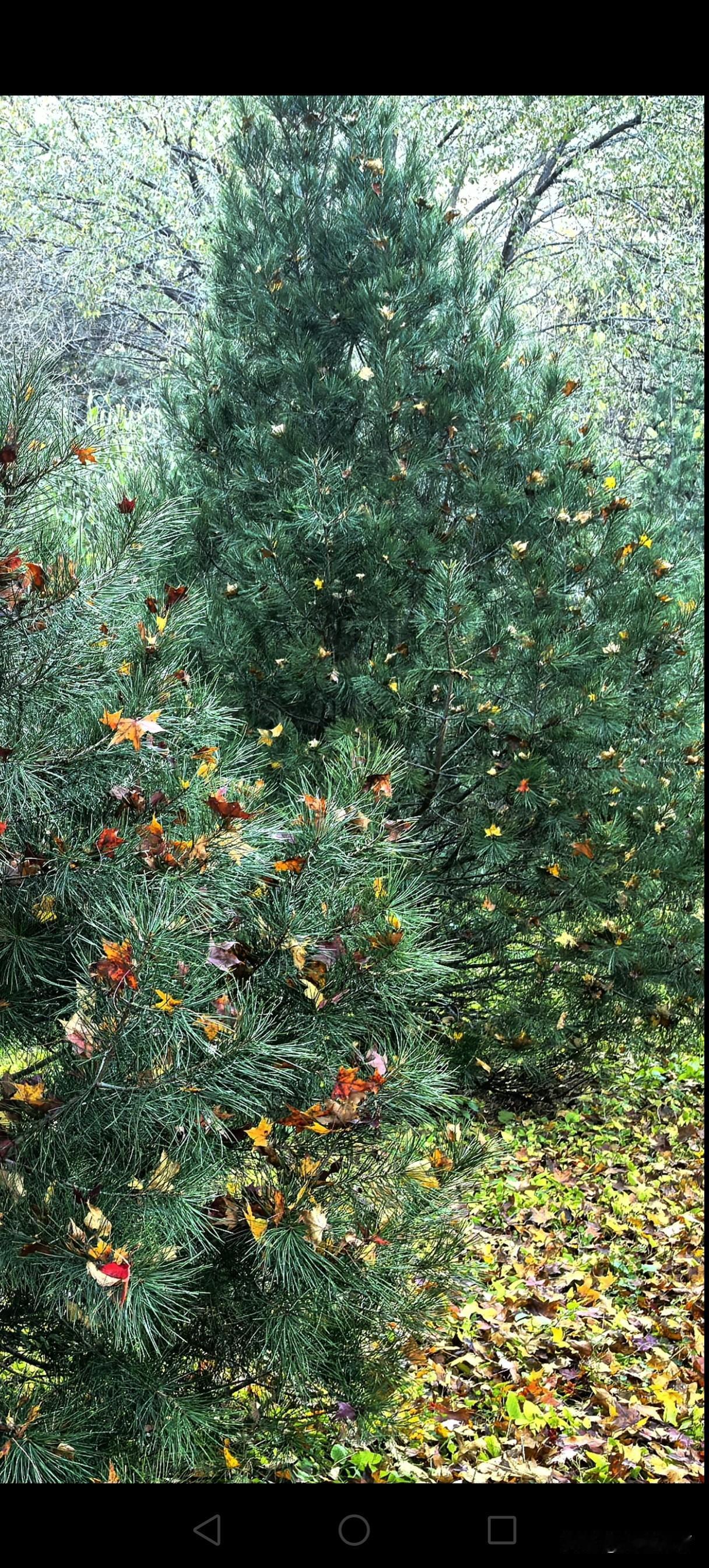 树叶，纷纷的下，色彩缤纷的下。