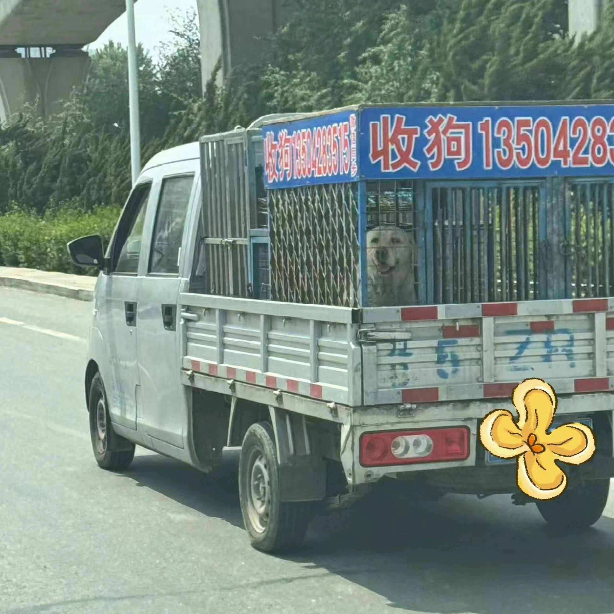 狗狗它什么都不懂，还在微笑，看的心好疼 小狗洗澡当晚才会有的顶级待遇 ​​​
