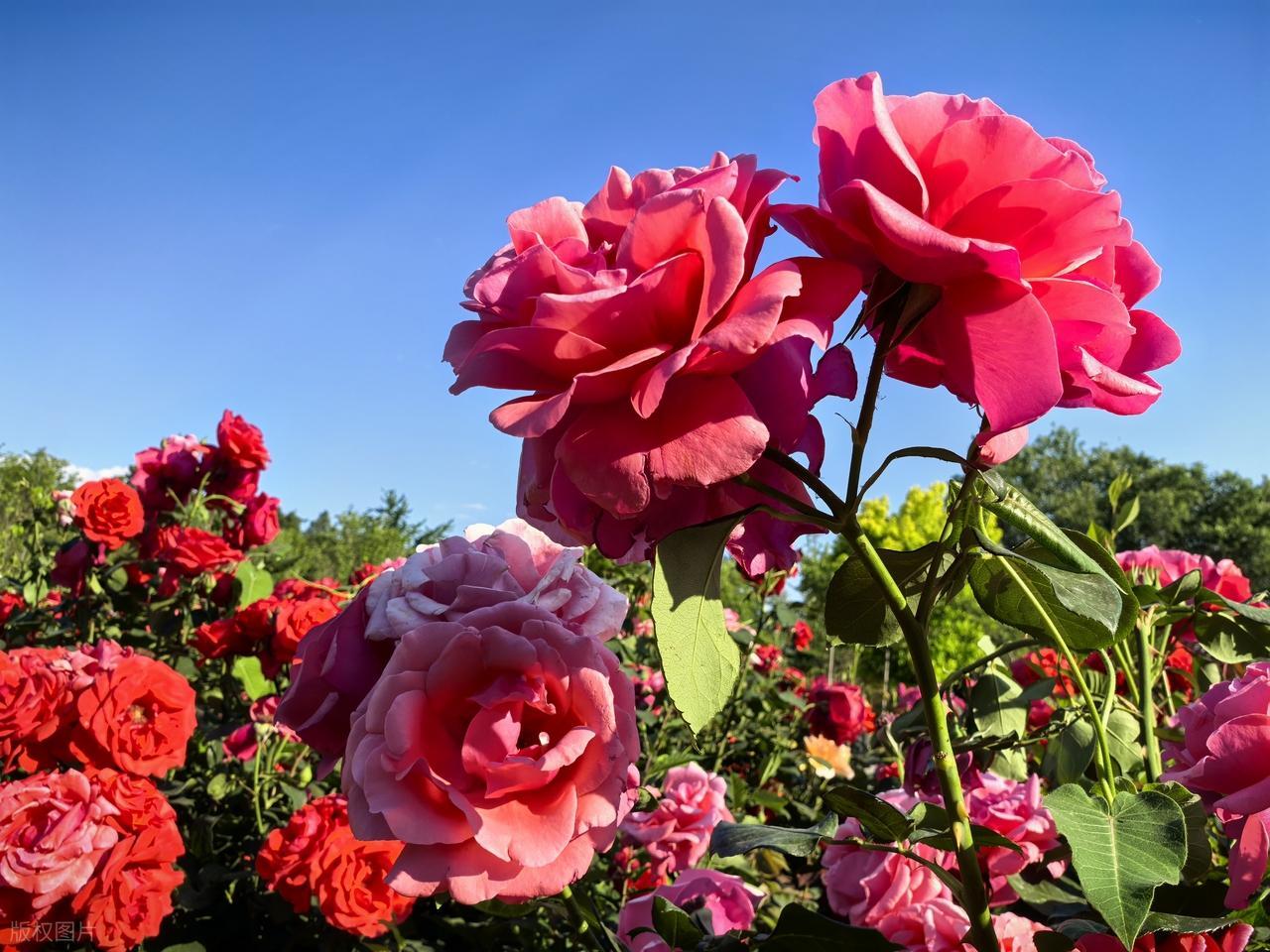 世事如棋局，不执着才是高手；人生似瓦盆，打破了才是真空。人生没有完美，幸福没有满