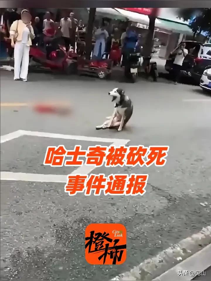 刚刷到个视频
大家都在骂那店主“冷血”“暴虐”
说他因为狗撒尿就下狠手，没想到真