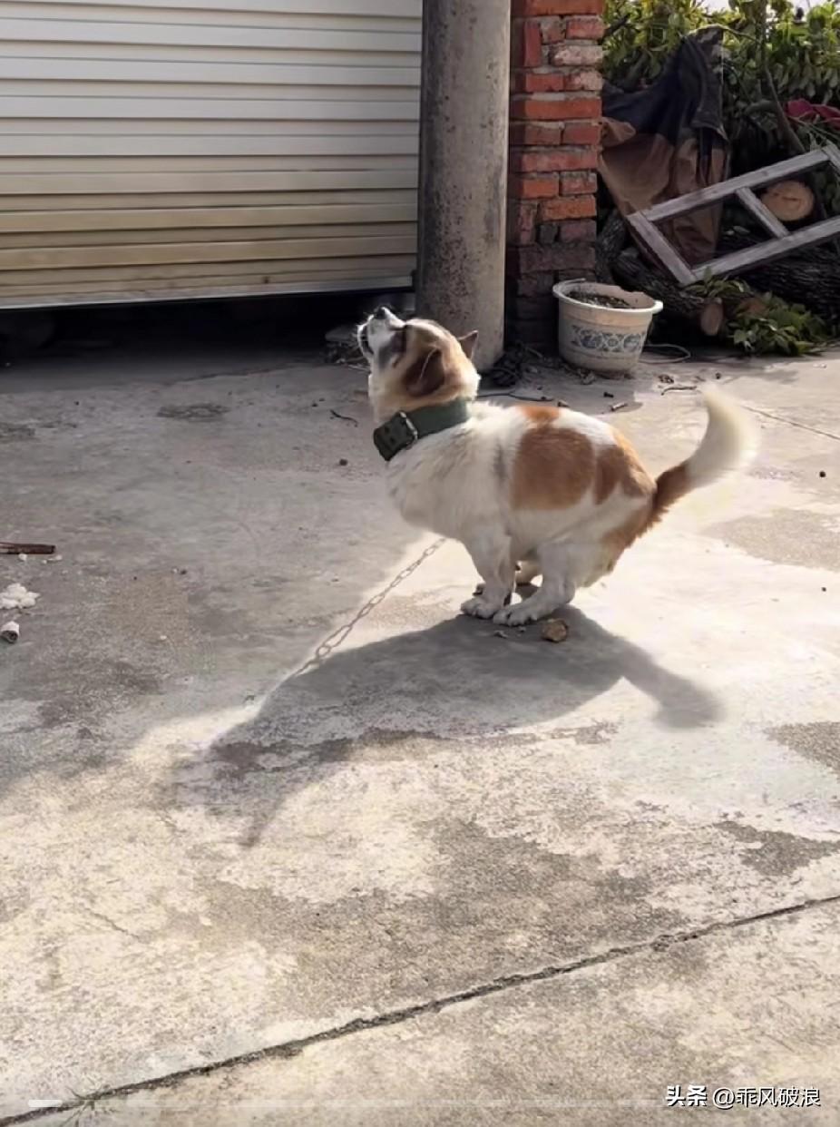 十二岁的老狗每天对着这扇打不开的铁门凄惨嚎叫，你们说这是为什么？狗一直哭