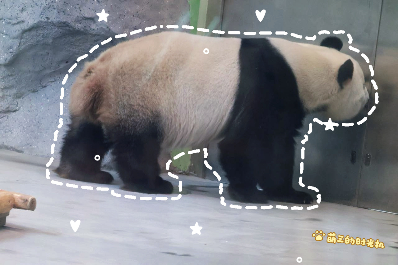 萌兰  26.8.22 吃不饱，毛色怎么好，没有肚子，尾巴脱毛大熊猫萌兰北动回音