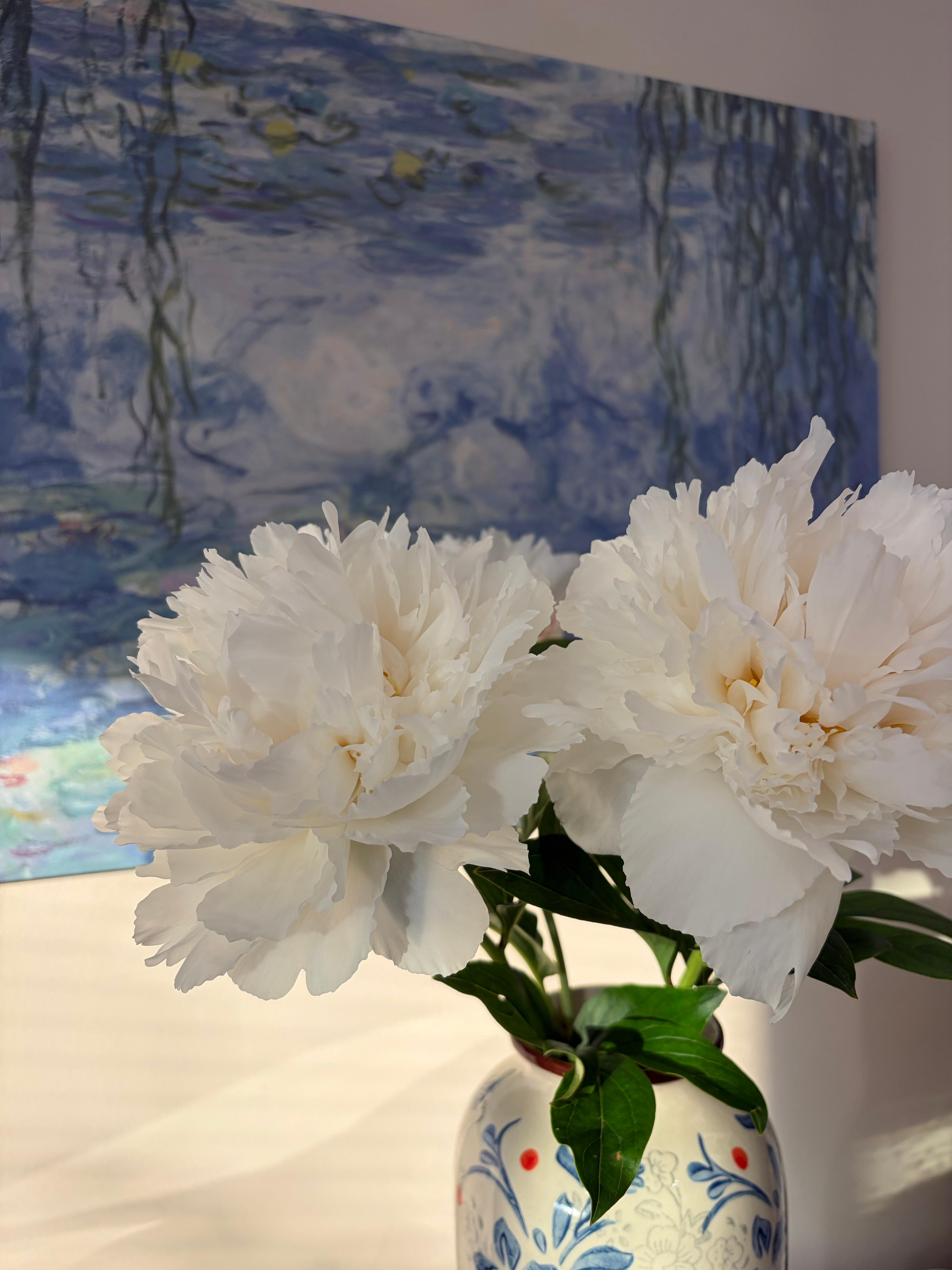 芍药鲜切自由了！我的日常plog