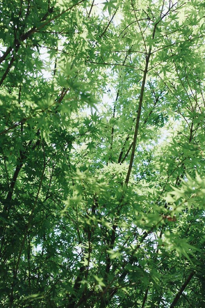 无绿不成夏 