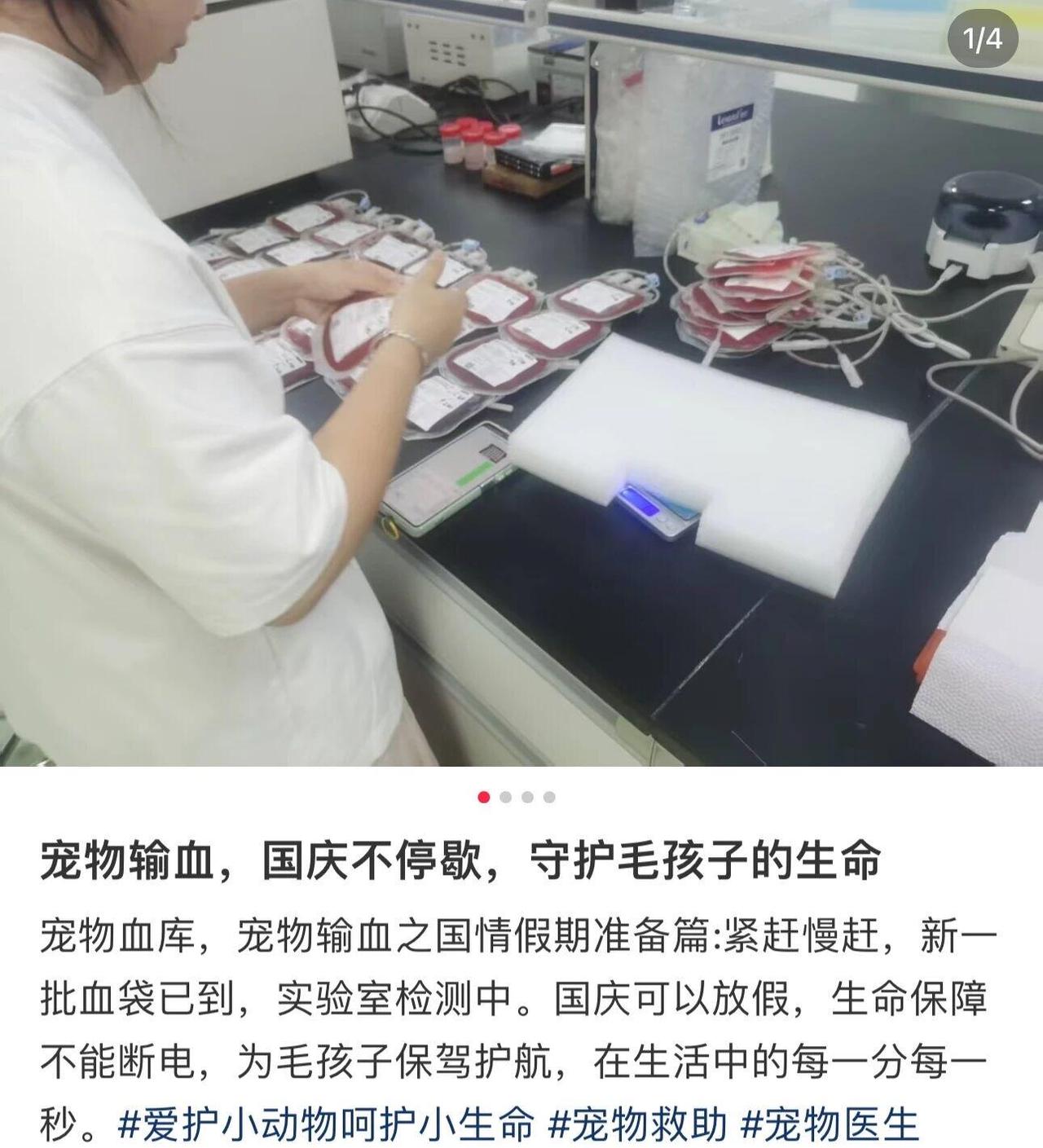 说个让人血压飙升的事——国内有人专门靠抽流浪猫狗的血卖钱，而且已经形成产业链了。