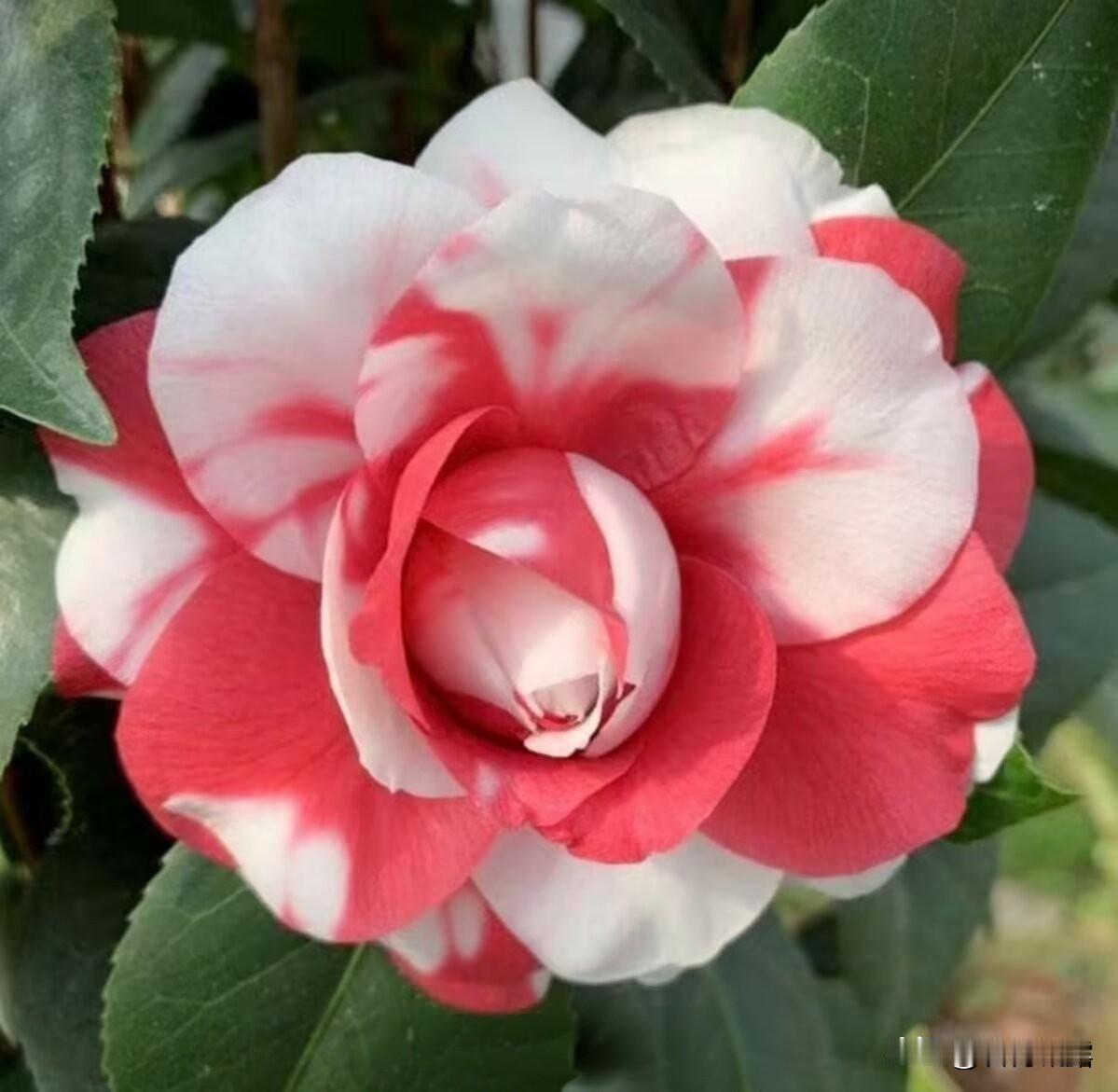 春暖花开，百花争艳，走出家门，去欣赏各种花儿竞相展艳，赏心悦目，美丽了心情，令人