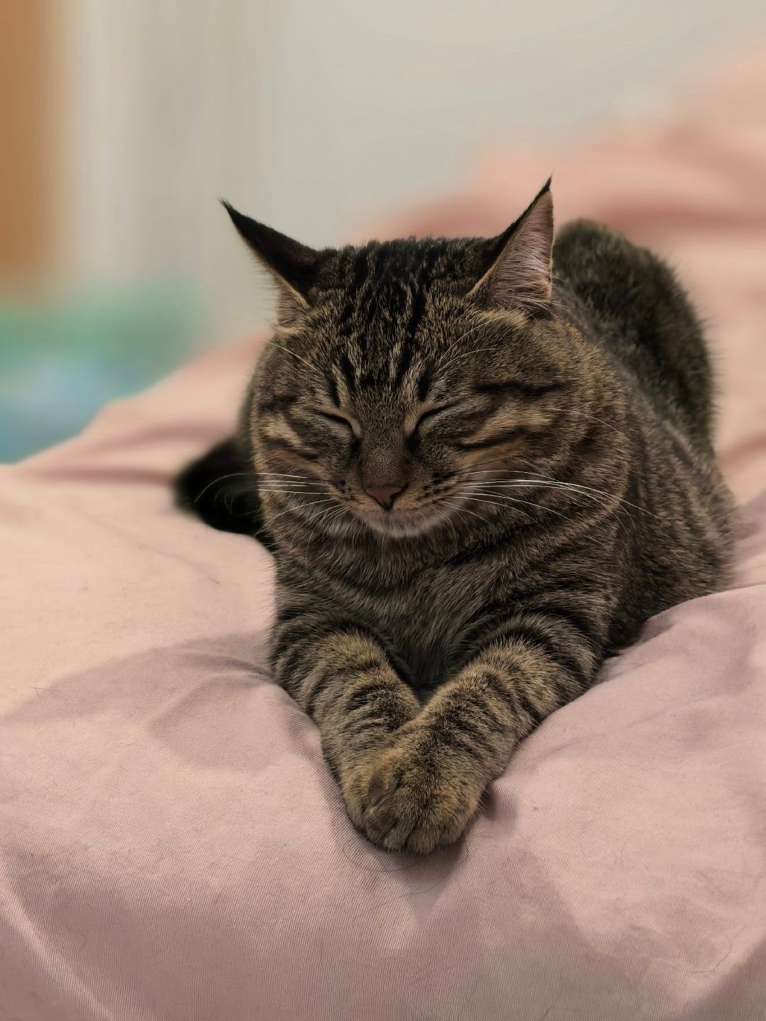 14626只狸决战猫猫睡神之巅 