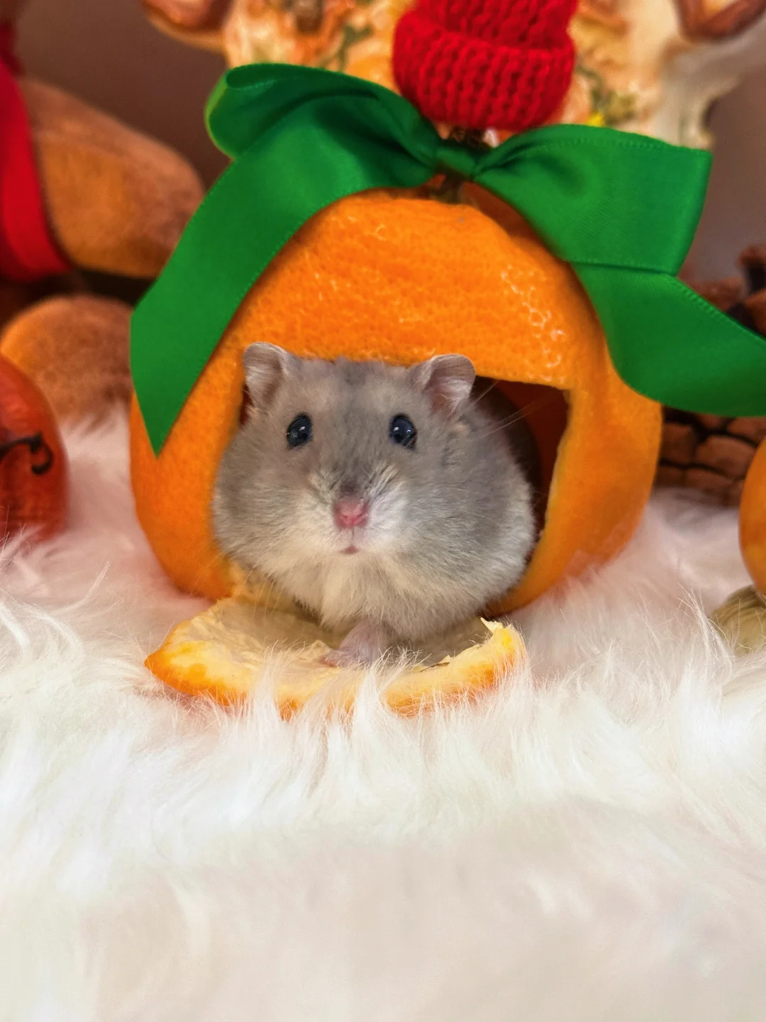 请交出你们鼠鼠的萌照