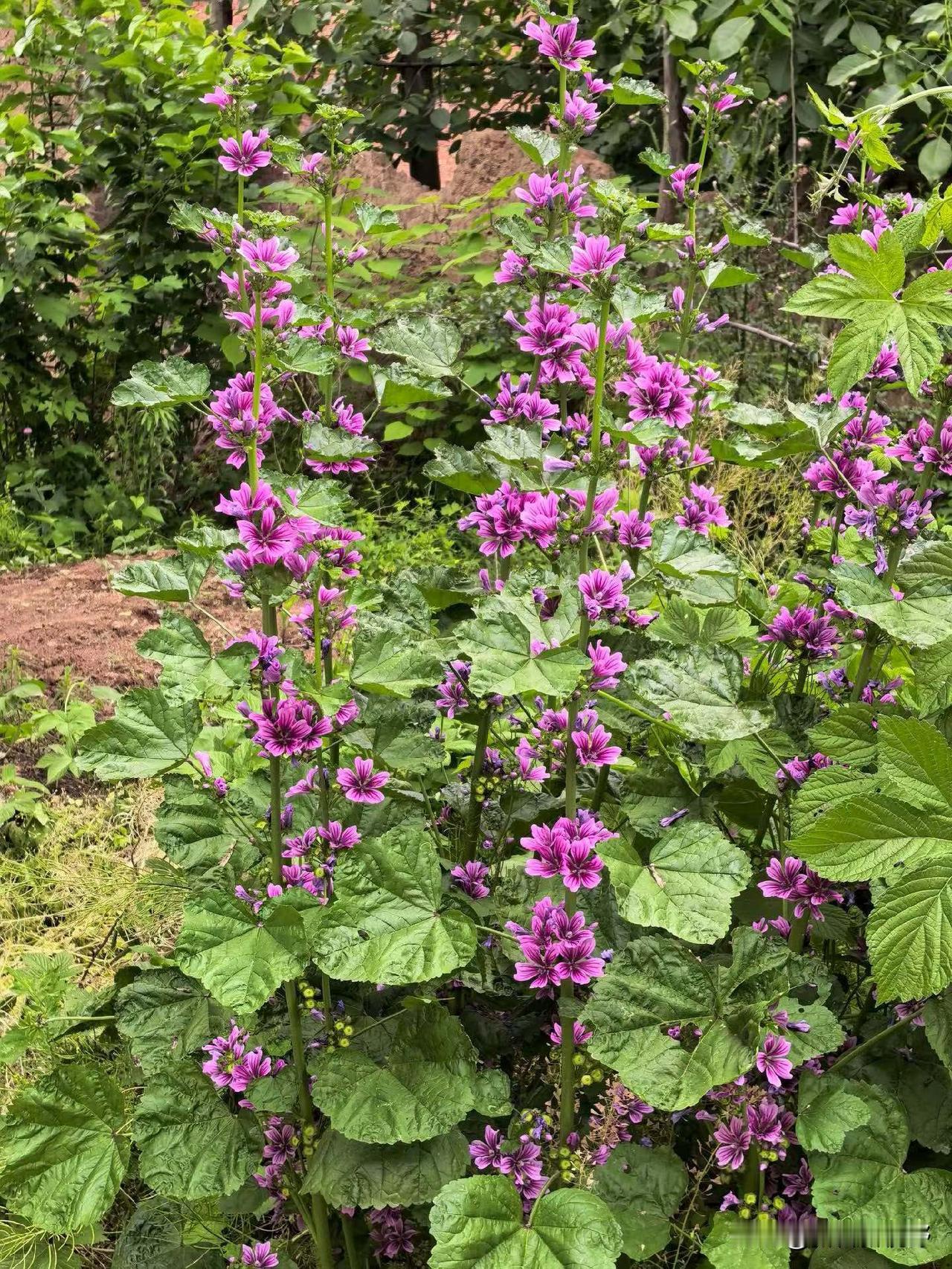 紫色花海，浪漫绽放，快来打卡！💜🌸