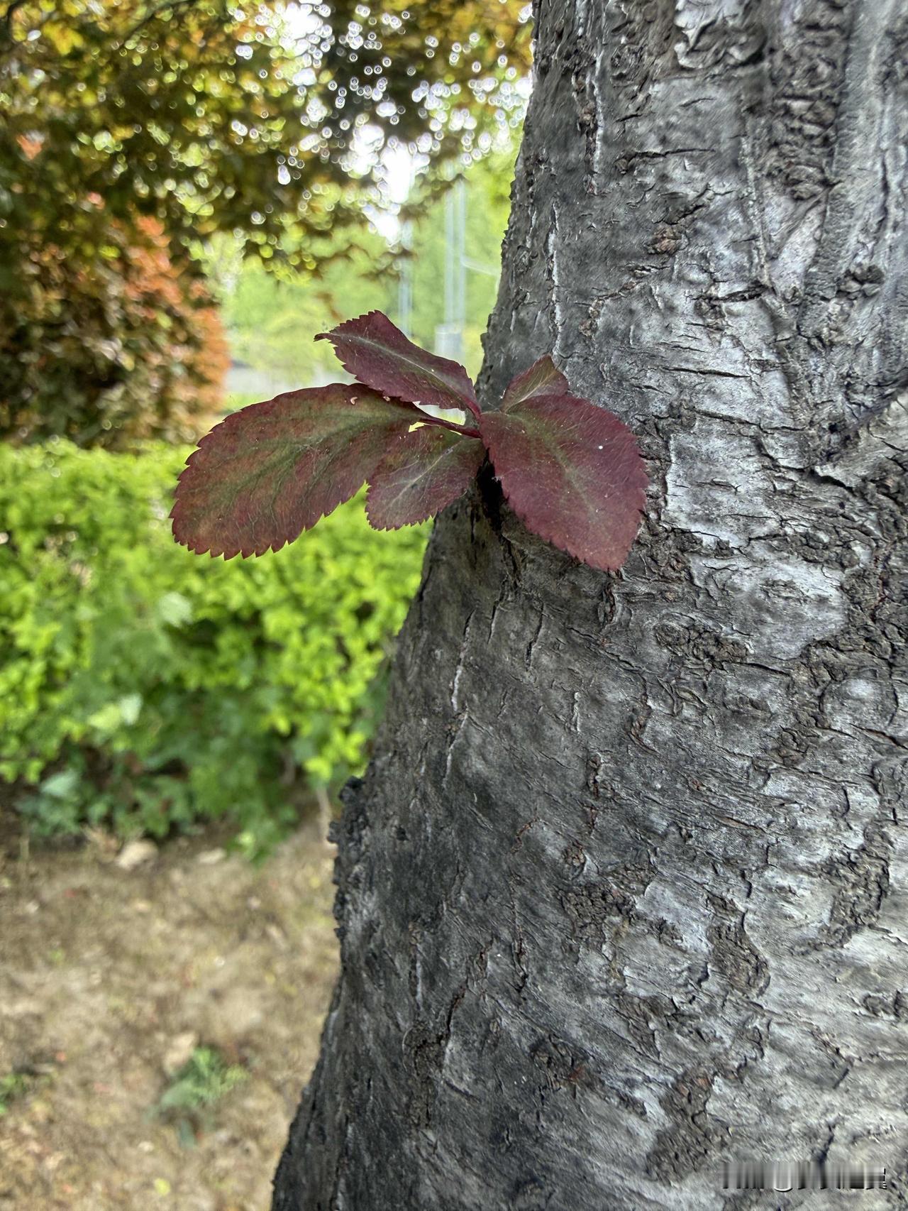 【小对联】
上：……？
下：师傅。