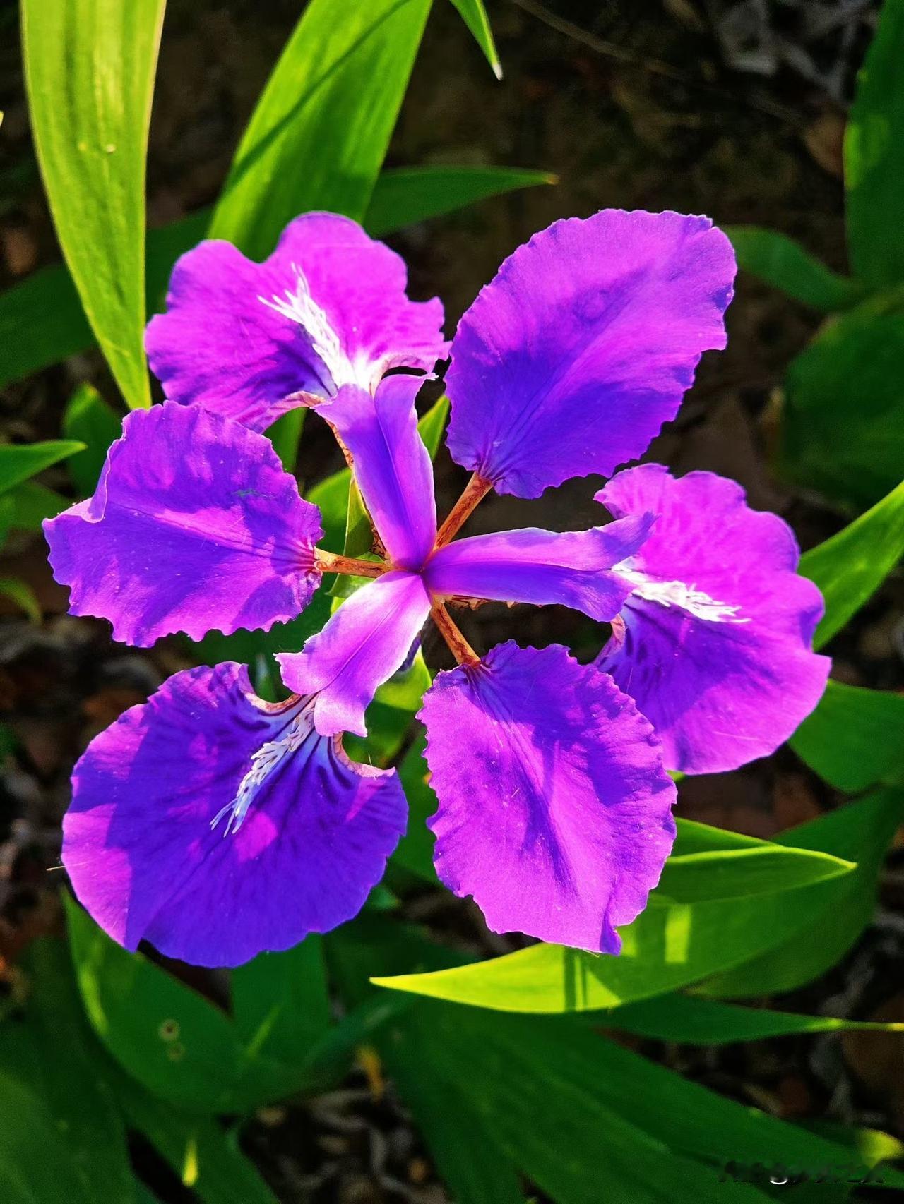 【小对联】
上：……？
下：凤仙。